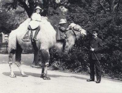 An Arabian Camel with Keeper being ridden by two children, a girl on its hump and a younger child on its neck, London Zoo, May 1914 by Frederick William Bond